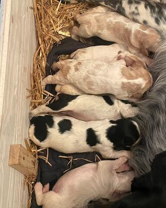 Cani da tartufo