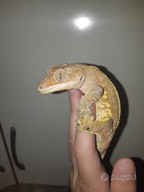 Geco Correlophus ciliatus maschio