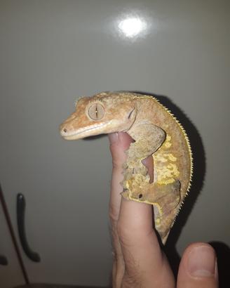 Geco Correlophus ciliatus maschio