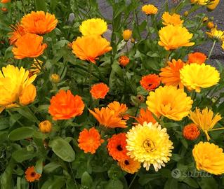 150 semi di Calendula in mix di colore
