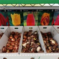 Bulbi di Tulipano assortiti pz 100