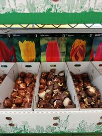 Bulbi di Tulipano assortiti pz 100