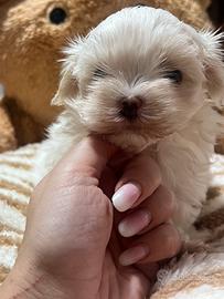 Maltese con pedigree Enci