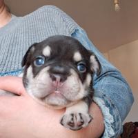 Cuccioli bulldog francese