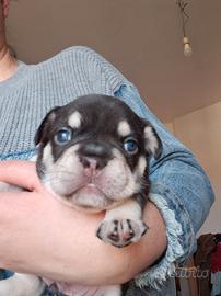 Cuccioli bulldog francese