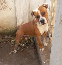 Amstaff maschio