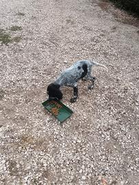 Setter inglese maschio