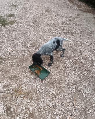 Setter inglese maschio