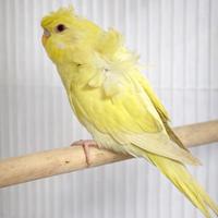 Pappagallo Cocorito Hagoromo - Dicembre 2025