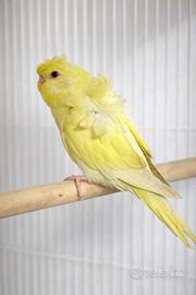 Pappagallo Cocorito Hagoromo - Dicembre 2025