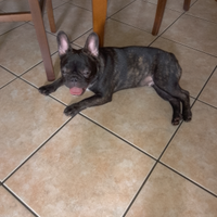 Bulldog francese