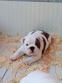 Bulldog inglese