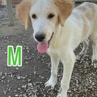 Cucciolo golden retriver incrocio border collie