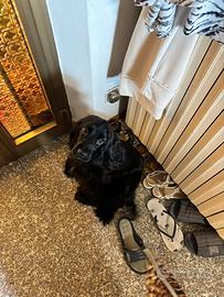 Cucciola di Cocker Spaniel
