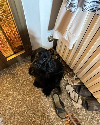 Cucciola di Cocker Spaniel