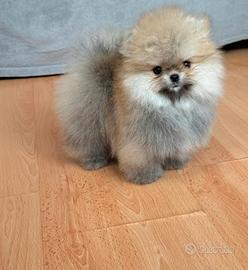 Spitz di pomerania cucciolo