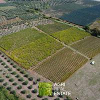 Cori (LT) - Vigneto e impianto kiwi 7 HA | TR450