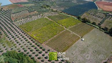 Cori (LT) - Vigneto e impianto kiwi 7 HA | TR450