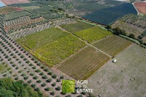 Cori (LT) - Vigneto e impianto kiwi 7 HA | TR450