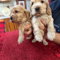 Cuccioli di Cocker spaniel con pedigree