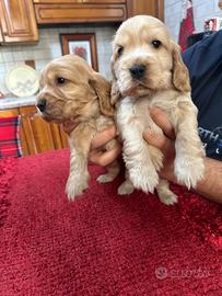 Cuccioli di Cocker spaniel con pedigree