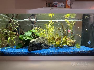 Acquario completo 80lt