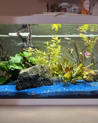 Acquario completo 80lt