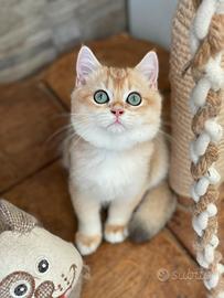 British Shorthair