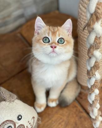 British Shorthair