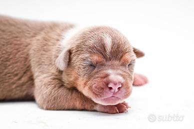Cuccioli di pitbull