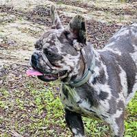 Stallone bulldog francese