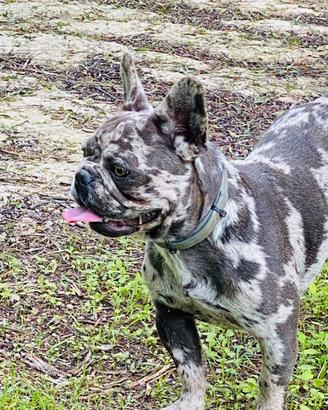 Stallone bulldog francese