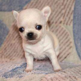 Mini chihuahua pedigree enci