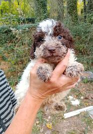 Lagotto romagnolo