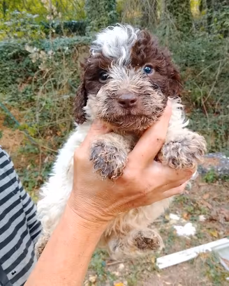 Lagotto romagnolo