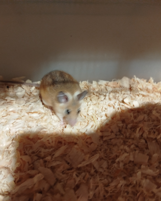 Topo spinoso