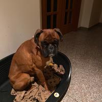 Boxer per accoppiamento