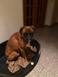 Boxer per accoppiamento