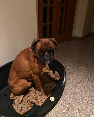Boxer per accoppiamento