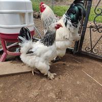 Galli e Galline razza Brahma e Sussex