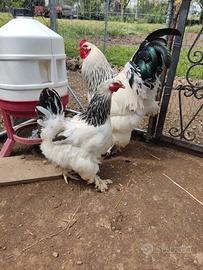 Galli e Galline razza Brahma e Sussex