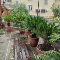 8 piante Cycas ed un aratro d'epoca