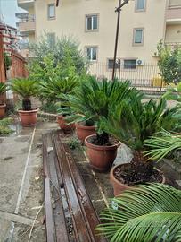 8 piante Cycas ed un aratro d'epoca