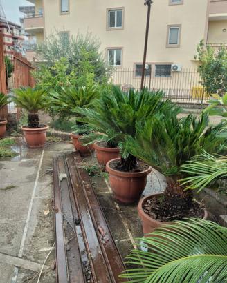 8 piante Cycas ed un aratro d'epoca