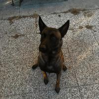 Pastore belga Malinois