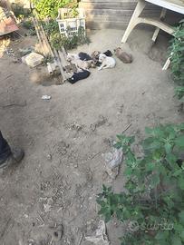 Cuccioli di cane