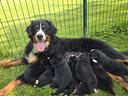 bovaro-del-bernese-con-pedigree-ed-affisso-enci