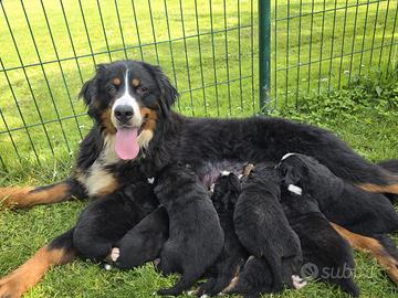 Bovaro del Bernese con pedigree ed Affisso Enci