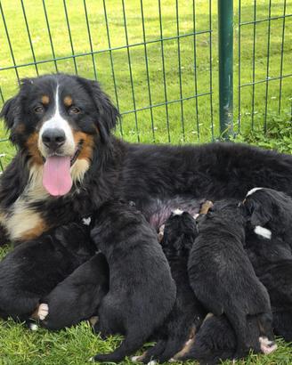 Bovaro del Bernese con pedigree ed Affisso Enci