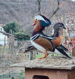 Anatre mandarine